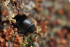 spruce beetle