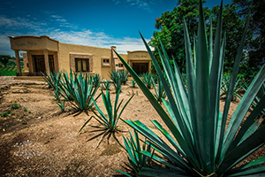 Agave Plants