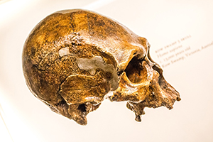 Neanderthal Skull